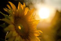 sunflower-5370278_640